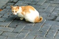 An alert yellow and white cat