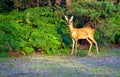 Alert Young Deer