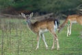 Alert young fallow deer doe Royalty Free Stock Photo