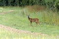 Alert young male European Roe Deer