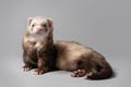 Alert young male ferret on grey background