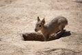 Alert young Patagonian hare entering its burrow