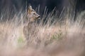 Alert young roebuck in high yellow grass.