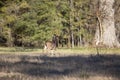 Alert Young White-Tailed Buck