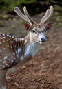 A young male reindeer or stag at Taman Safari Indonesia in Cisarua, Bogor, West Java, Indonesia.