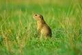 Alerted squirrel . Ground squirrel alert and watching around. Cute mammal