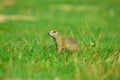 Alerted squirrel . Ground squirrel alert and watching around. Cute mammal