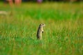 Alerted squirrel . Ground squirrel alert and watching around. Cute mammal