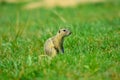 Alerted squirrel . Ground squirrel alert and watching around. Cute mammal