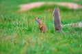 Alerted squirrel . Ground squirrel alert and watching around. Cute mammal