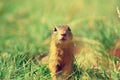 Alerted squirrel . Ground squirrel alert and watching around. Cute mammal