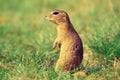 Alerted squirrel . Ground squirrel alert and watching around. Cute mammal