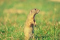 Alerted squirrel . Ground squirrel alert and watching around. Cute mammal