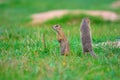 Alerted squirrel . Ground squirrel alert and watching around. Cute mammal