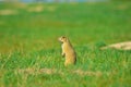 Alerted squirrel . Ground squirrel alert and watching around. Cute mammal