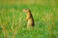 Alerted squirrel . Ground squirrel alert and watching around. Cute mammal