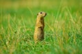 Alerted squirrel . Ground squirrel alert and watching around. Cute mammal