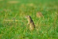 Alerted squirrel . Ground squirrel alert and watching around. Cute mammal