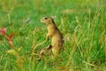 Alerted squirrel . Ground squirrel alert and watching around. Cute mammal