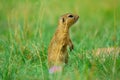 Alerted squirrel . Ground squirrel alert and watching around. Cute mammal