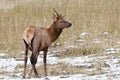 Alerted young Rocky Mountain Elk. Royalty Free Stock Photo