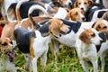 Alertly hunting dogs, hunter hounds, beagle dogs, beagle hounds waiting for hunt Royalty Free Stock Photo