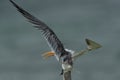 Alertness of Greater Crested Tern with the presense of approaching tern