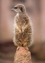 Alertness: watchful meercat on the mound Royalty Free Stock Photo