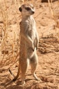 AlertSuricate (Meerkat) in Namibia Royalty Free Stock Photo