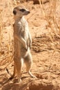 AlertSuricate (Meerkat) in Namibia Royalty Free Stock Photo