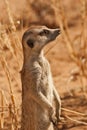 AlertSuricate (Meerkat) in Namibia Royalty Free Stock Photo