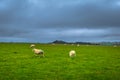 Ales Stones - October 22, 2017: Sheep grazing at the iron age Ales Stones in Skane, Sweden Royalty Free Stock Photo