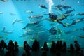 Alesund acquarium Royalty Free Stock Photo