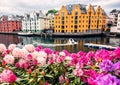 Alesund city and lush rhododendron