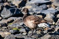 an Aleutes duck- Glacier Bay - Alaska