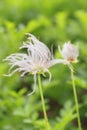 Aleutian avens