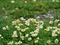 Aleutian avens Royalty Free Stock Photo