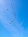 Aleutian Cackling Geese Flying North in V Formation