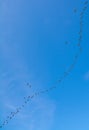 Aleutian Cackling Geese Flying North in V Formation