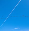 Aleutian Cackling Geese Flying North in V Formation