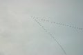 Aleutian Cackling Geese in V Formation