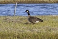 Aleutian Goose standing on the river bank on the island of Bering summer day