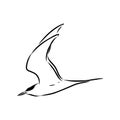 Aleutian Tern. Vector outline icon. Royalty Free Stock Photo