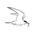 Aleutian Tern. Vector outline icon. Royalty Free Stock Photo