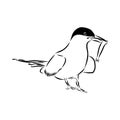 Aleutian Tern. Vector outline icon. Royalty Free Stock Photo