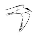 Aleutian Tern. Vector outline icon. Royalty Free Stock Photo