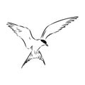 Aleutian Tern. Vector outline icon. Royalty Free Stock Photo
