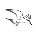 Aleutian Tern. Vector outline icon. Royalty Free Stock Photo