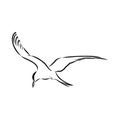 Aleutian Tern. Vector outline icon. Royalty Free Stock Photo
