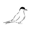 Aleutian Tern. Vector outline icon. Royalty Free Stock Photo